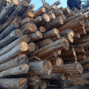Varas y Varejones Naturales | Largos de 2,5 a 5 m